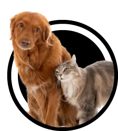 Mascotas
